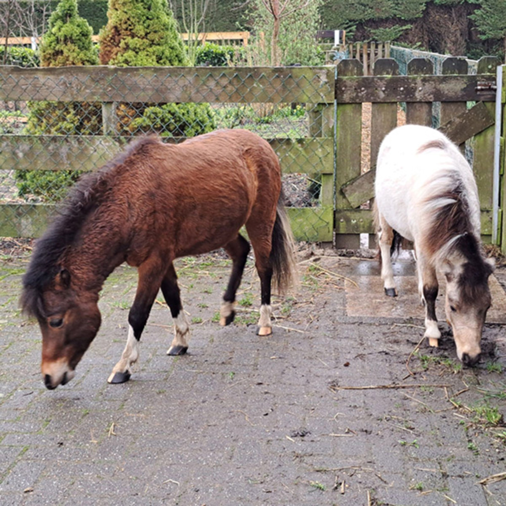 Twee paarden staan in een omheind gebied, rustig naast elkaar met een groene achtergrond.